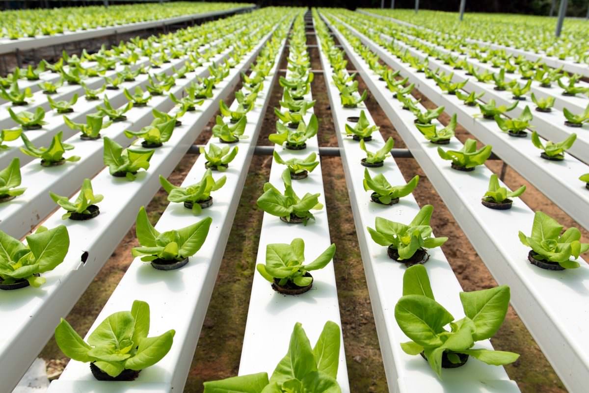 Hydroponic Crop Monitoring: Key Strategies for Crop Health and Yield Optimization